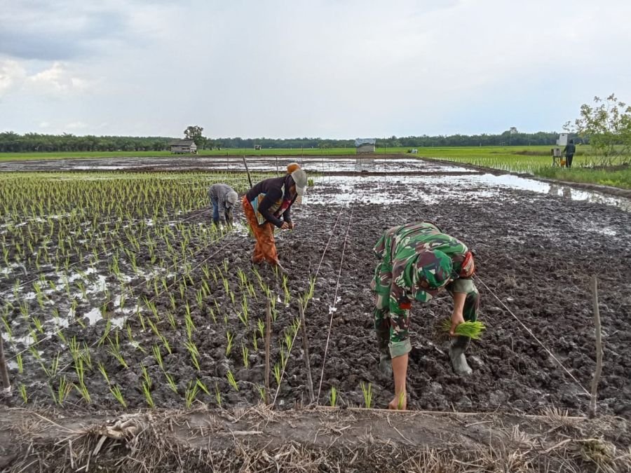 _*Dukungan Babinsa Koramil 05/BB dalam menciptakan Ketahanan Pangan di Daerah.*_