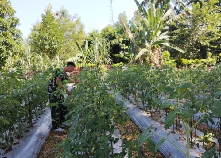 Anggota Koramil 02 TEBING TINGGI Hadir ditengah masyarakat untuk mendukung ketahanan pangan