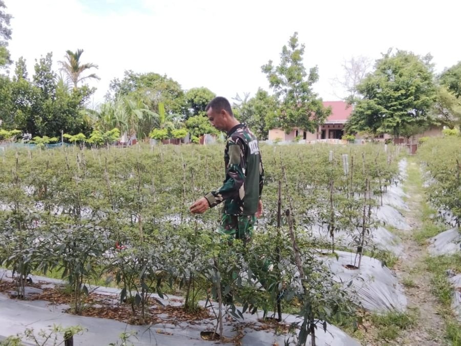 Anggota Koramil 02 TEBING TINGGI mendukung Ketahanan Pangan