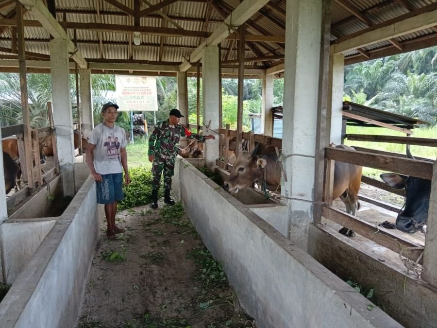 Antisipasi Penyakit Hewan, Babinsa Koramil 06 Siak Hulu Datangi Kandang Sapi Warga