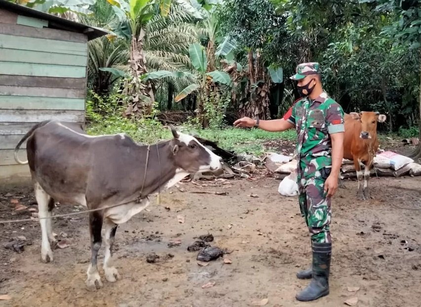 Antisipasi Penyakit Mulut dan Kuku, Babinsa Koramil 05/Rm Laksanakan Pendampingan