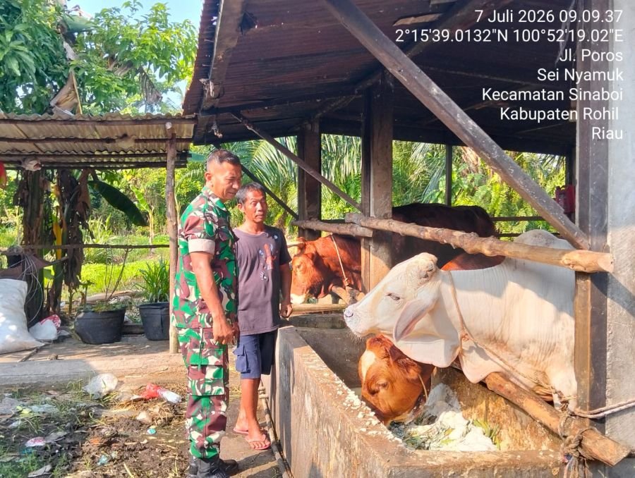 Antisipasi Penyakit Mulut dan Kuku, Babinsa Koramil 0321-01/Bangko Cek Kesehatan Sapi di Sinaboi