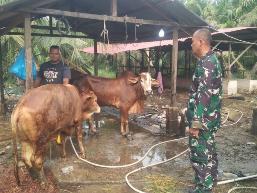 Antisipasi Penyakit PMK, Babinsa Koramil 01/Bangko Cek Kesehatan Sapi Milik Warga di Bagan Punak