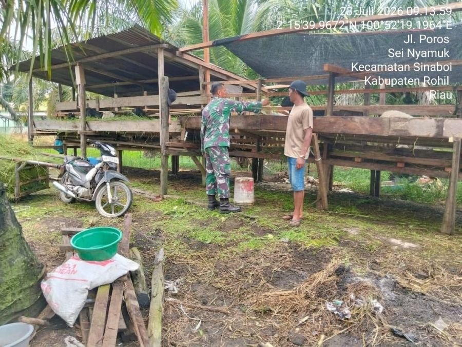 Antisipasi Penyakit Ternak, Babinsa Koramil 01/Bangko Cek Kesehatan Kambing Milik Warga di Sinaboi