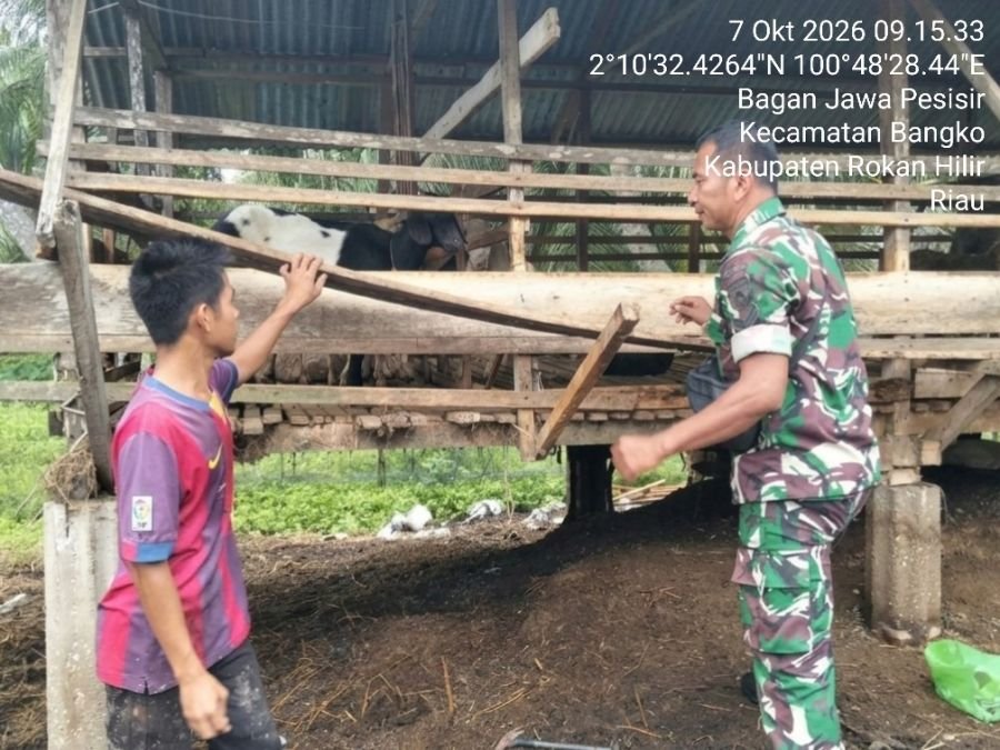 Antisipasi PMK, Babinsa Koramil 0321-01/Bangko Cek Kesehatan Ternak Kambing Warga Bagan Jawa Pesisir
