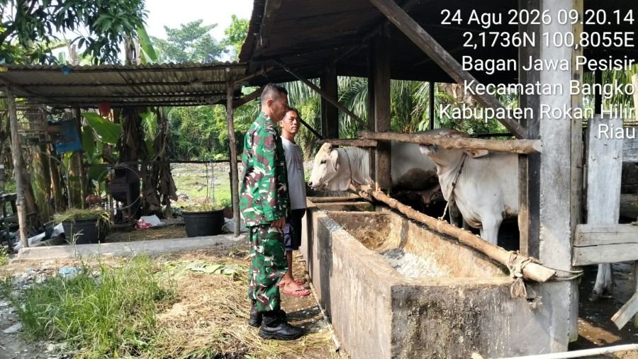 Antisipasi PMK, Babinsa Koramil 0321-01/Bangko Cek Kesehatan Sapi di Bagan Jawa Pesisir