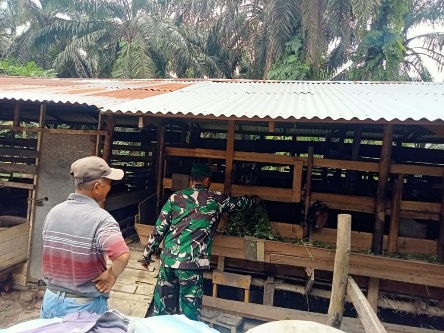 Antisipasi PMK, Babinsa Periksa Kandang Sapi di Minas Timur