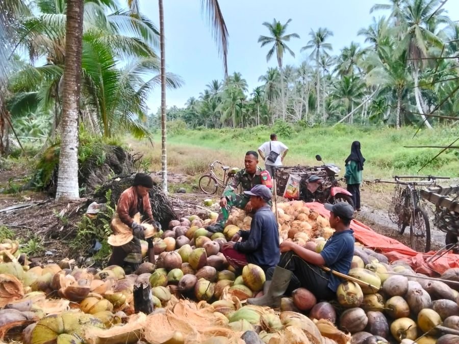 Babinsa 03/Tempuling Sambangi Petani Kelapa, Pantau Aktivitas Warga di Kebun