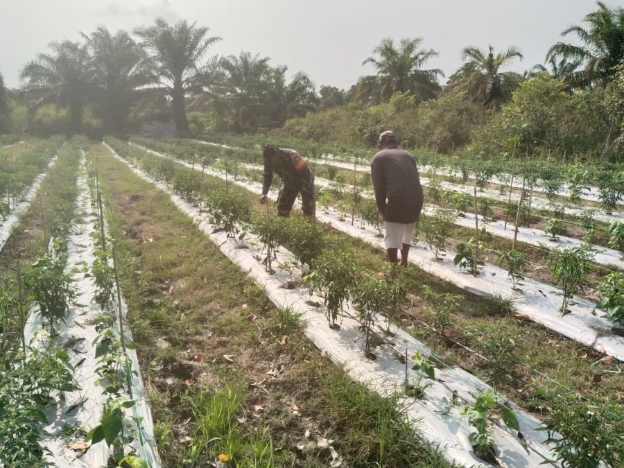 Babinsa 04 Kubu Kawal Kebun Cabe, Ketahanan Pangan Makin Kuat