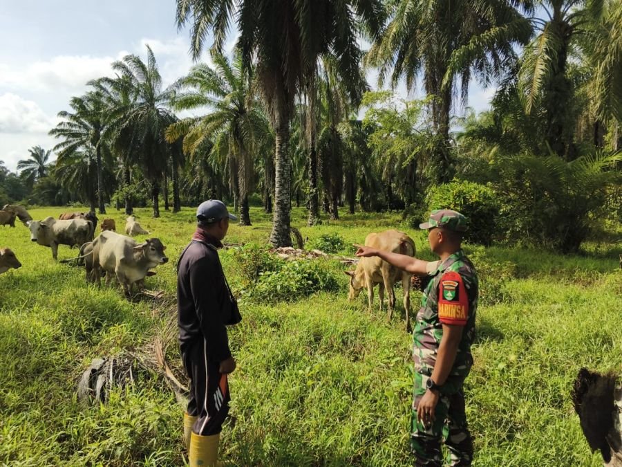Babinsa 04/Kubu Pastikan Ternak Sapi di Kubu Babussalam Bebas PMK