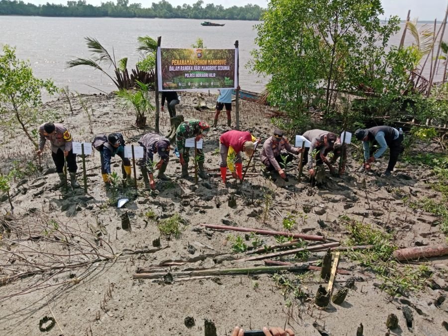 Babinsa 05/GAS Monitoring Penanaman Mangrove Sedunia, Perkuat Sinergi Menjaga Ekosistem