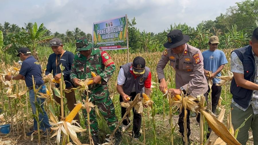 Babinsa Air Tawar Hadiri Panen Raya Jagung Kuartal III, Dukung Swasembada Pangan