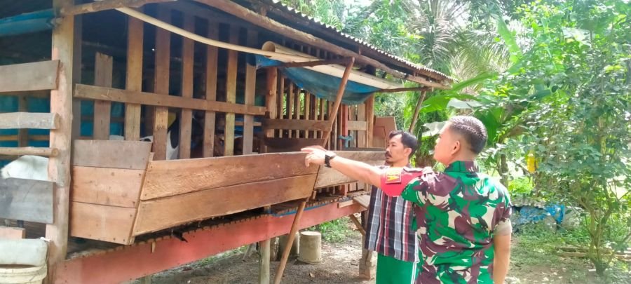 Babinsa Awasi Peternakan Kambing di Simpang Beringin