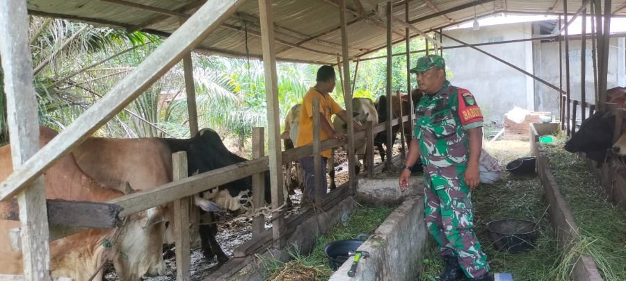 BABINSA BANGKO CEK KESEHATAN SAPI WARGA DI KEPENGHULUAN SERUSA, PASTIKAN BEBAS PENYAKIT PMK