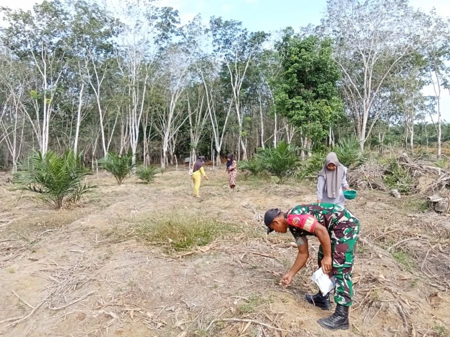 Babinsa Bantu Petani Menanam Tanaman Jagung Unggul Di Desa Binaan*