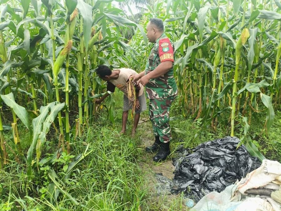 Babinsa Bantu Sortir Jagung, Pererat Kebersamaan dengan Petani Jelang Panen