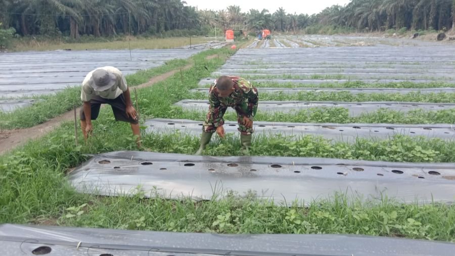 Babinsa Basilam Baru Dampingi Petani dalam Penyiapan Lahan Tanam Melon