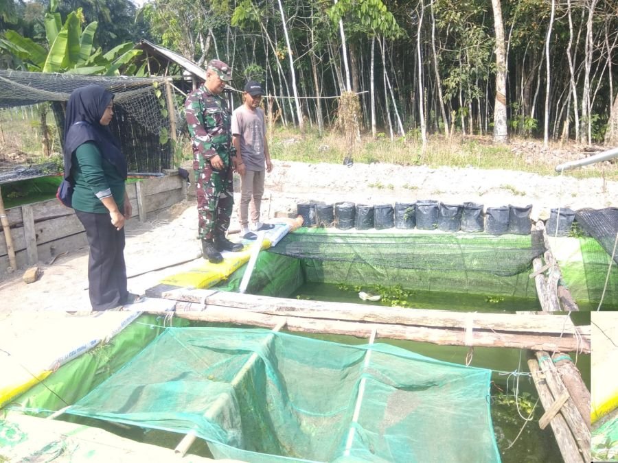 Babinsa Belat Dorong Kemandirian Ekonomi Lewat Budidaya Ikan Air Tawar
