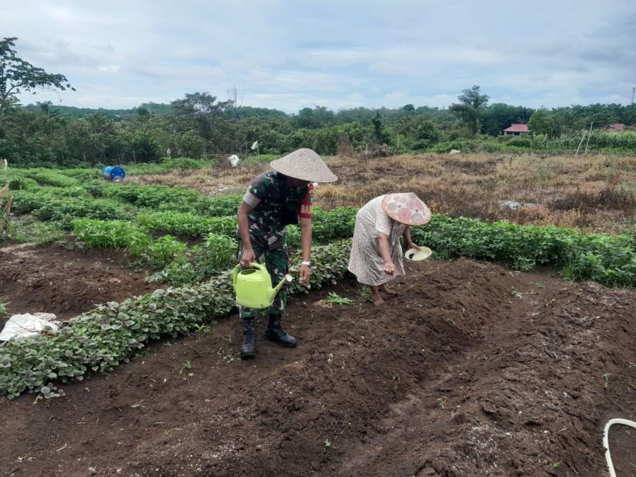 Babinsa Benai Dampingi Penyemaian Bayam Merah, Ketahanan Pangan Warga Diperkuat