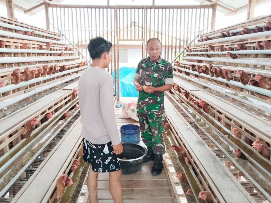 Babinsa Bunut Cek Ayam Petelur Bumdes, Pastikan Produksi Tetap Stabil