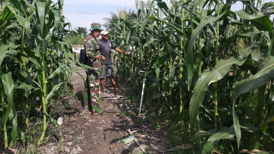 Babinsa Bunut Kawal Petani Jagung, Ketahanan Pangan Kian Menguat