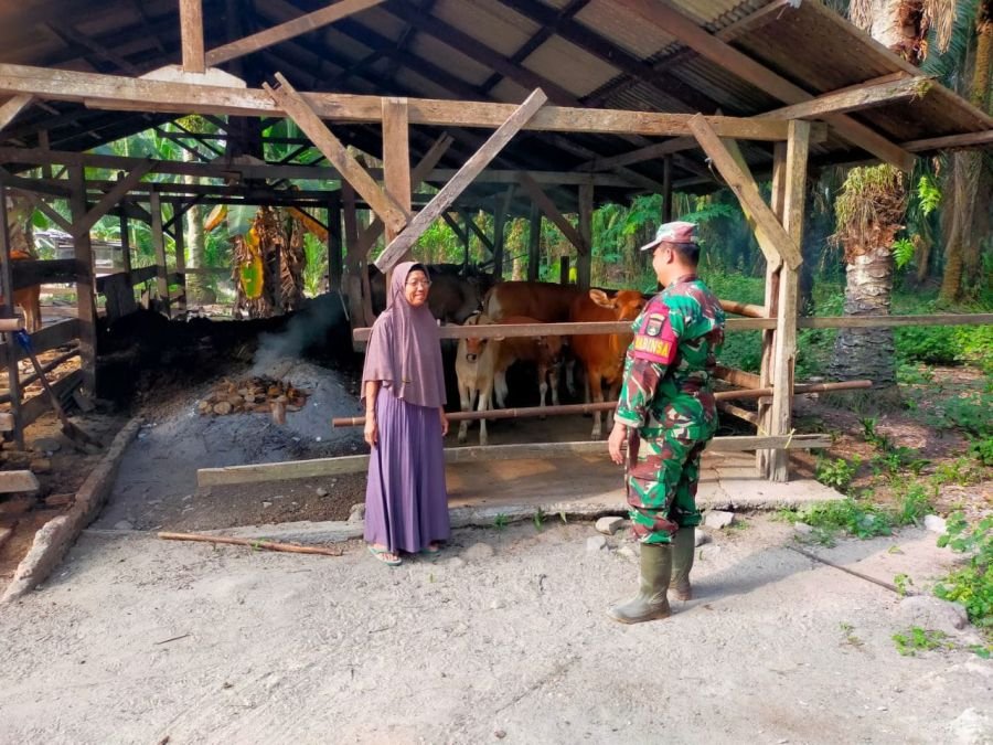 Babinsa Bunut Sambangi Peternak Sapi, Tekankan Perawatan dan Kesehatan Ternak