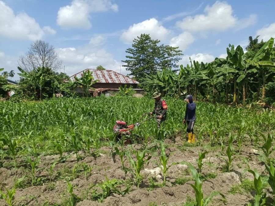 Babinsa Bunut Terjun ke Kebun, Perawatan Jagung Warga Diperkuat