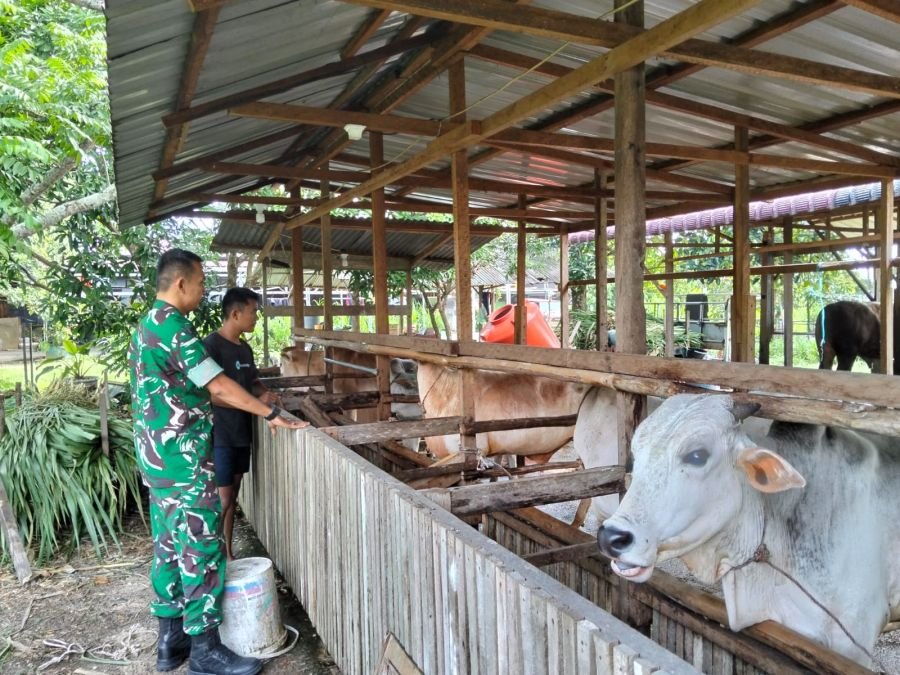 Babinsa Bunut Turun ke Kandang, Perkuat Ketahanan Pangan Warga