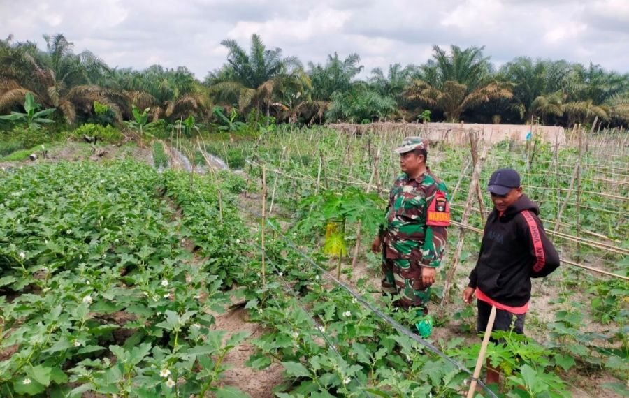 Babinsa Bunut Turun ke Kebun, Petani Terong Balam Merah Semangat