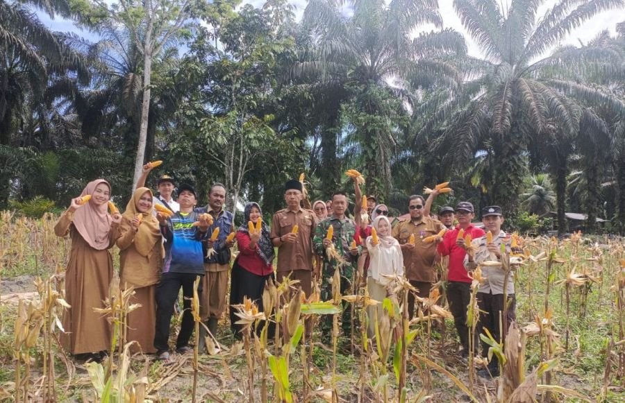 Babinsa Dampingi Panen Jagung, Hasil Pertanian Terus Meningkat