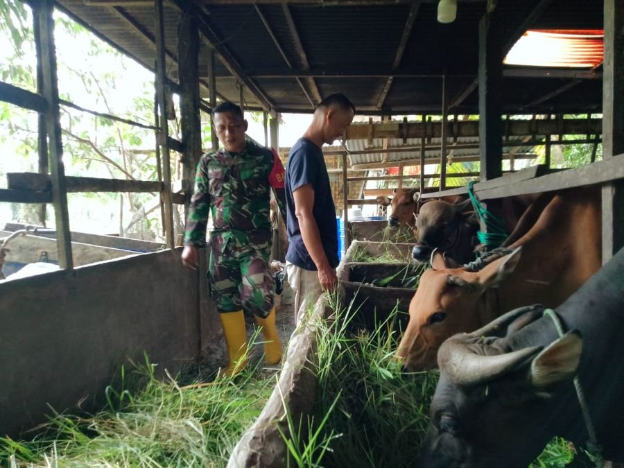 Babinsa Dampingi Penyemprotan Disinfektan PMK di Teluk Mesjid