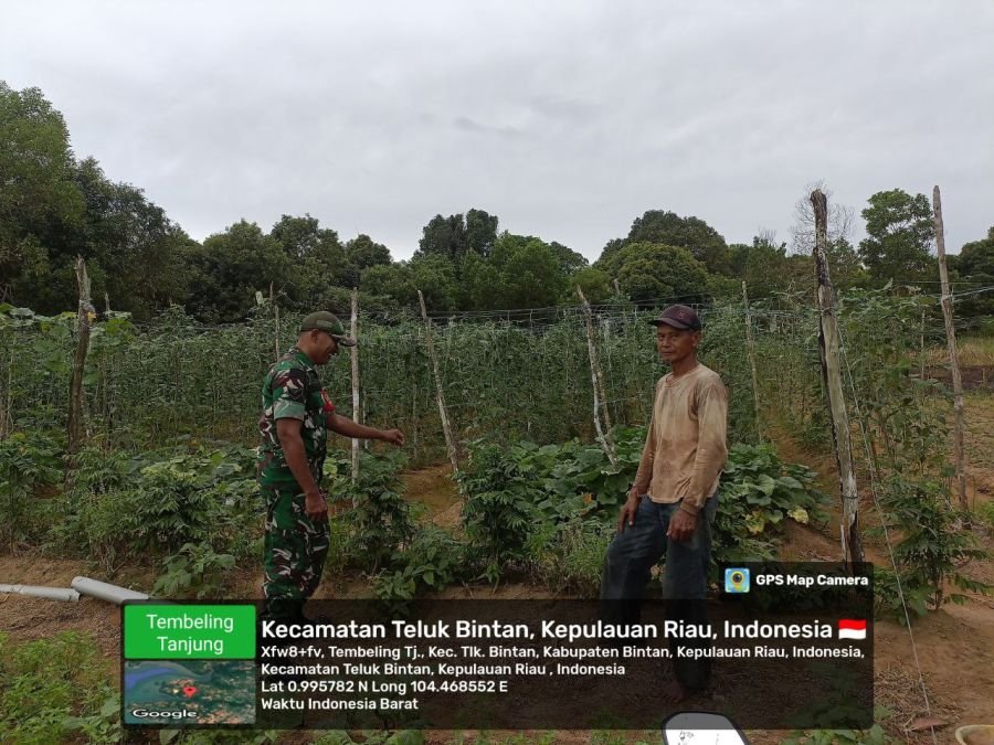 Babinsa Dampingi Petani Panen Kacang Panjang, Wujud Dukungan Ketahanan Pangan.