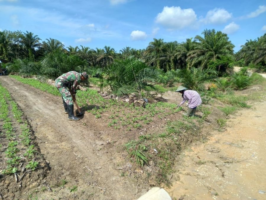 Babinsa dan Petani Bersinergi Kembangkan Budidaya Sayuran
