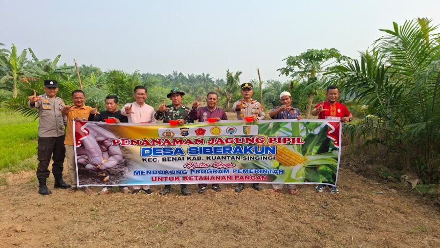 Babinsa dan Polisi Dukung Penanaman Jagung Pipil di Siberakun