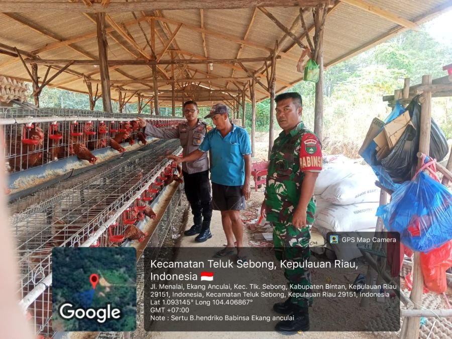 Babinsa Desa Ekang Anculai Laksanakan Komsos dan Pengecekan Ketahanan Pangan Budidaya Ayam Petelur