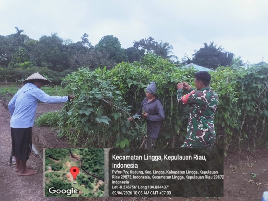 Babinsa Desa Kudung Bantu Warga Panen Kacang, Wujud Nyata Kedekatan TNI dengan Masyarakat
