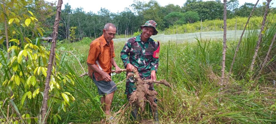 Babinsa Desa Pangkil Dukung Warga Tanam Ubi Kayu untuk Ketahanan Pangan.