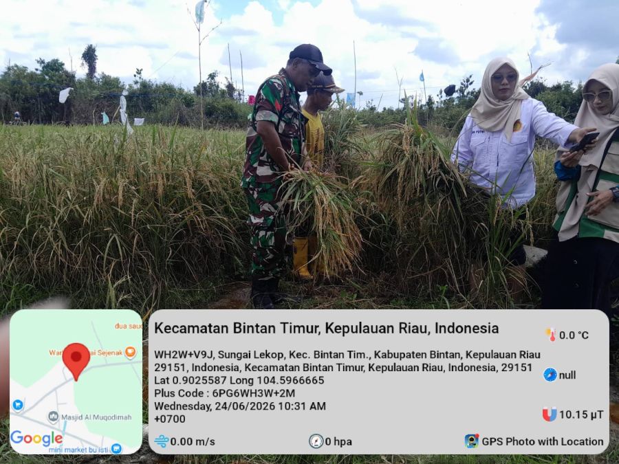 BABINSA GUNUNG KIJANG HIMBAU WARGA MANFAATKAN LAHAN DUKUNG KETAHANAN PANGAN.