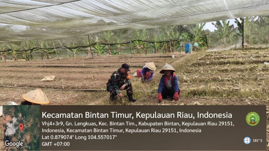 Babinsa Gunung Lengkuas Dampingi Kelompok Tani Maju Jaya Tingkatkan Produktivitas