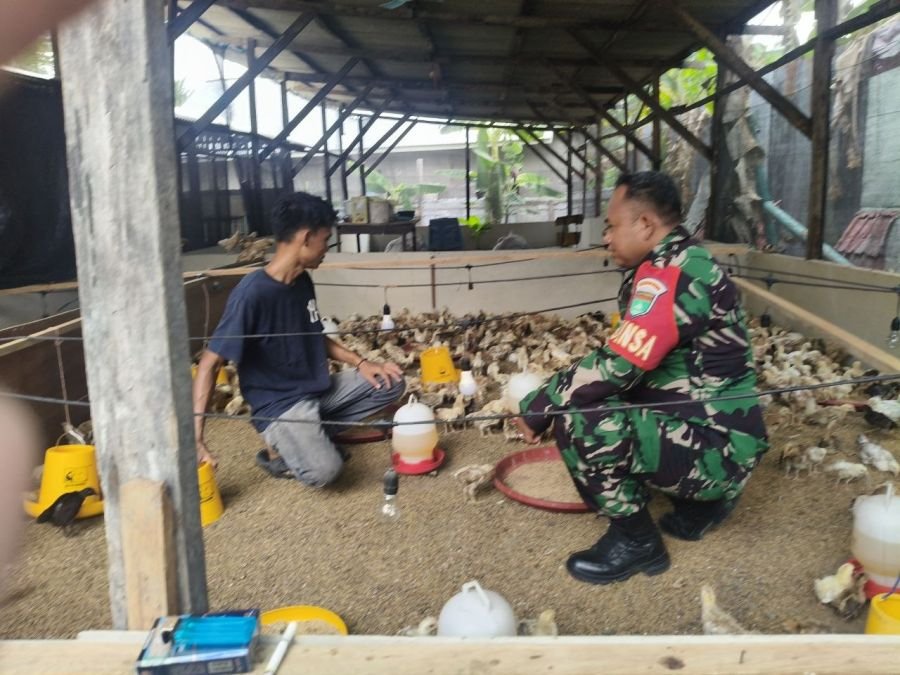 Babinsa Hadir di Tengah Peternak Ayam, Wujudkan Kemanunggalan TNI dengan Rakyat