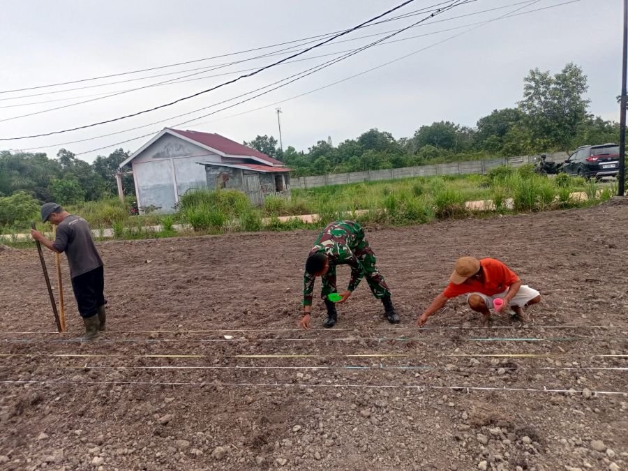 Babinsa Harjosari Bersama Petani Tanam Jagung Pipil untuk Perkuat Ketahanan Pangan