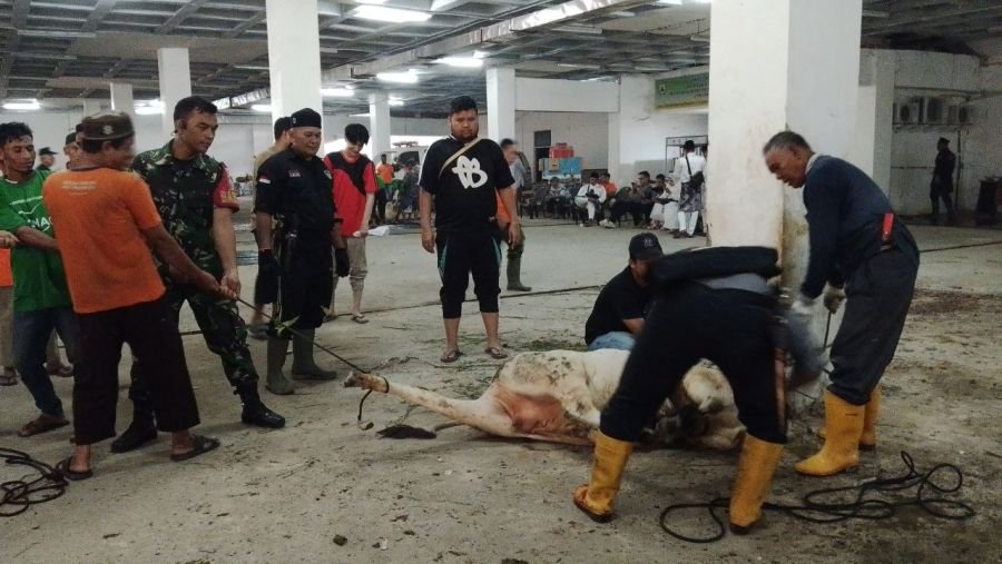 Babinsa Kampung Bandar Monitor Pemotongan Hewan Qurban di Masjid Raya Pekanbaru