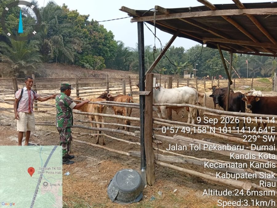 Babinsa Kandis Dampingi Vaksinasi PMK untuk Cegah Penyebaran Penyakit