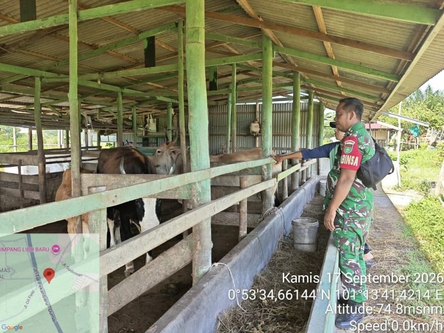 Babinsa Kandis Dampingi Vaksinasi PMK di Telaga Sam Sam