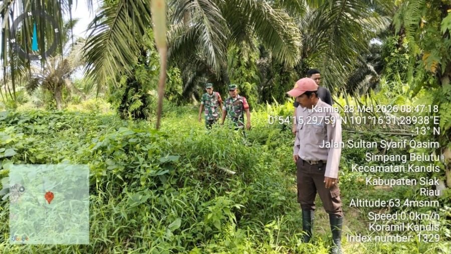 Babinsa Kandis Sisir Lahan Rawan Karhutla di Simpang Belutu