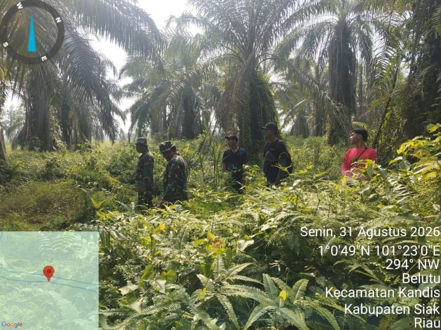 Babinsa Kandis Sisir Simpang Belutu Cegah Kebakaran Lahan