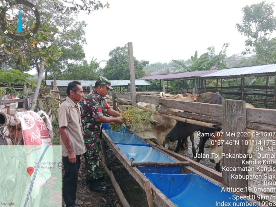 Babinsa Kandis Turun Langsung Kawal Vaksinasi PMK Ternak