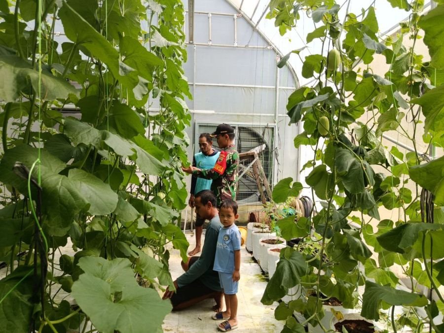 Babinsa Kawal Budidaya Melon, Dorong Hasil Panen Maksimal