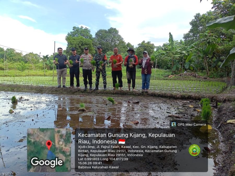 BABINSA KAWAL HADIRI KEGIATAN PENANAMAN PADI DI LAHAN WARGA