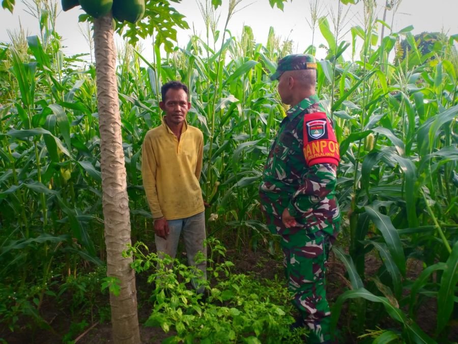 Babinsa Kawal Petani Jagung, Swasembada Pangan Terus Digenjot